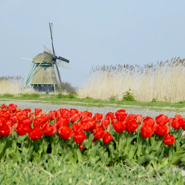 Moinho de vento com campo de tulipas perto do canal Ooster Egalementsloot, Neth — Fotografia de Stock