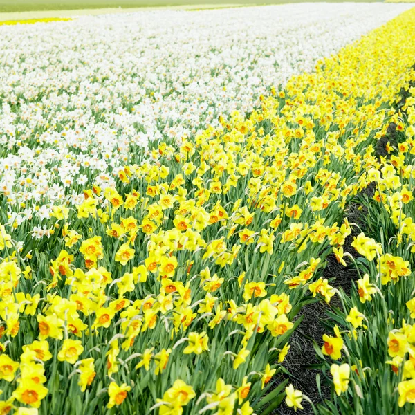 Daffodil field, Netherlands — Stock Photo, Image