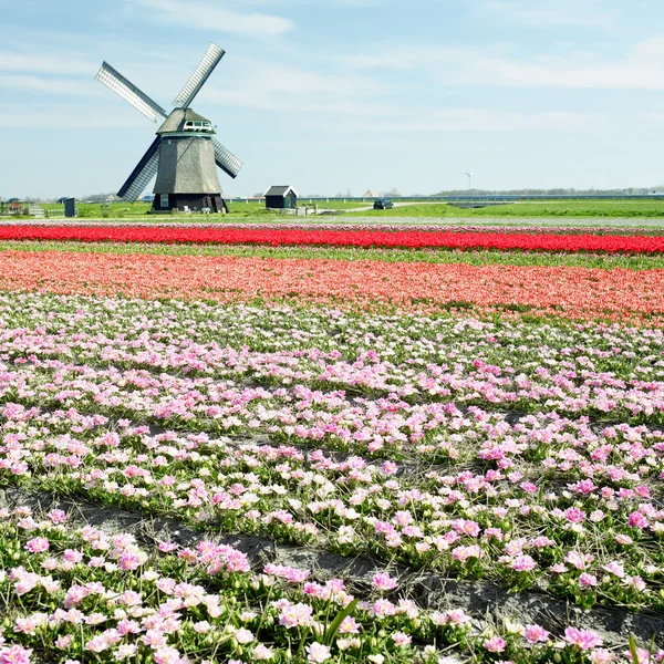 Molino de viento con campo de tulipanes cerca de Sint-Maartens-vlotbrug, Netherlan —  Fotos de Stock