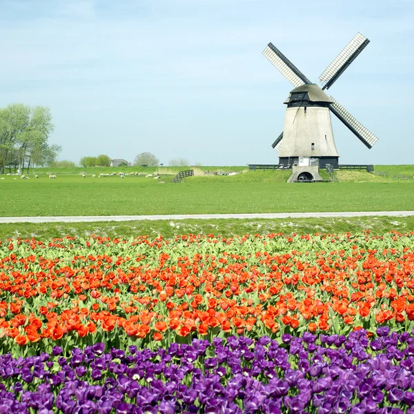 Molino de viento con campo de tulipán cerca de Schermerhorn, Países Bajos — Foto de Stock