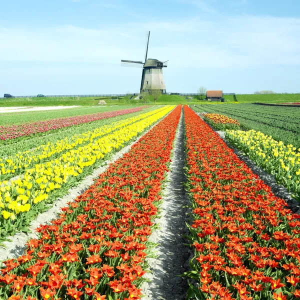 Wiatrak z pola tulipanów w pobliżu schermerhorn, Holandia — Zdjęcie stockowe