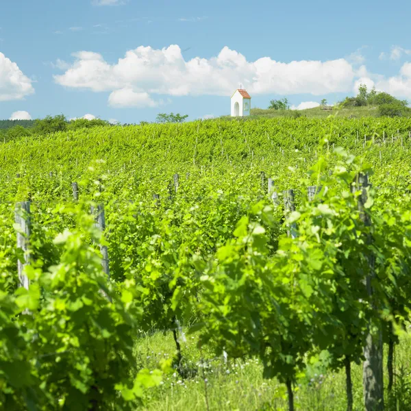 Виноградник рядом с Hnanice, Znojmo Region, Чехия — стоковое фото