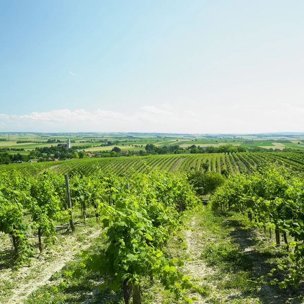 Vineyard, Unterretzbach, Austria — Stock Photo, Image