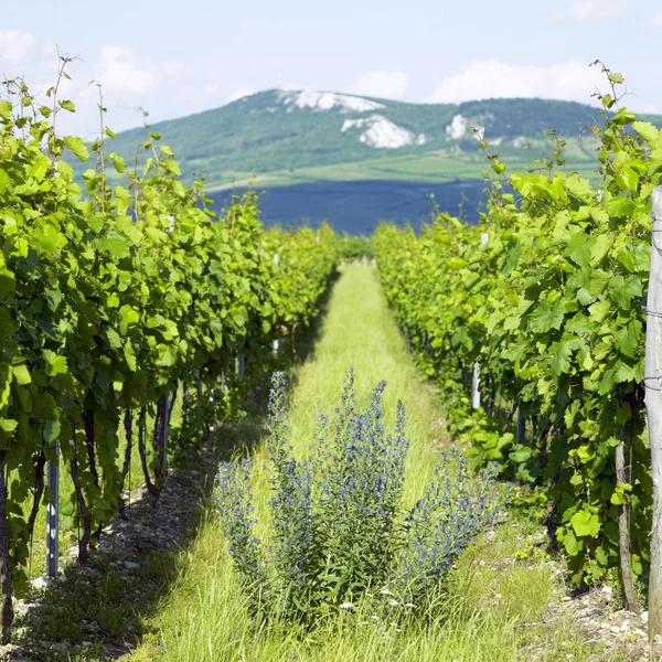 Wijngaarden, palava, Tsjechië — Stockfoto