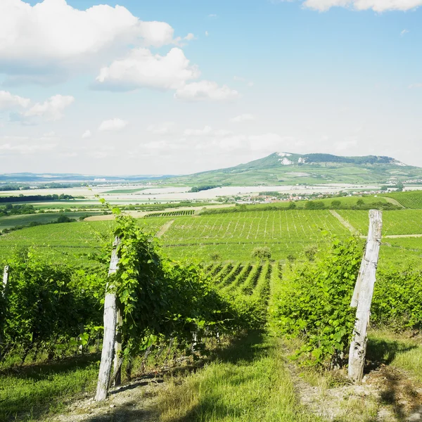 Виноградники, Палава, Чехия — стоковое фото