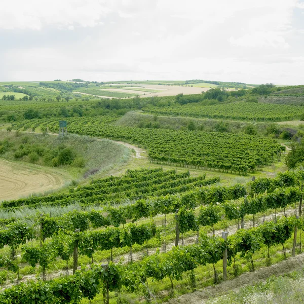 Vineyards, Eko Hnizdo, Czech Republic — Stock Photo, Image