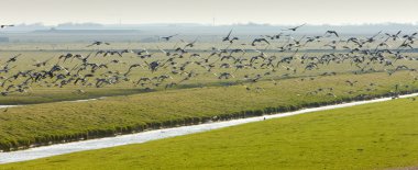 kuşlar nieuwebildtzij, friesland, Hollanda yakınındaki manzara