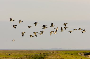 kuşlar nieuwebildtzij, friesland, Hollanda yakınındaki manzara