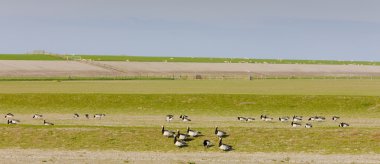 kuşlar nieuwebildtzij, friesland, Hollanda yakınındaki manzara