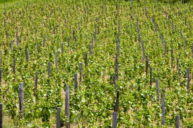 Vineyards of Cote Maconnais region near Igé, Burgundy, France