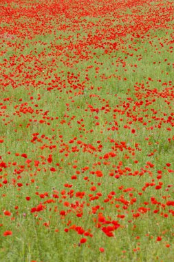 Meadow of red poppies, Rhone-Alpes, France clipart