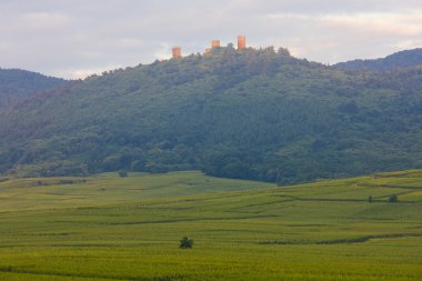 kale ve üzüm bağları yakınındaki eguishem, alsace, Fransa