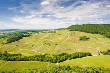 Vineyards near Chateau Chalon, Département Jura, Franche-Comté, clipart