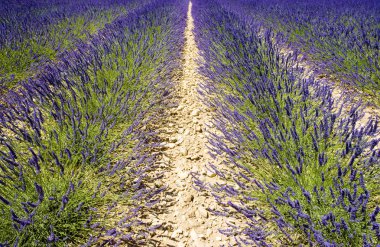 Lavanta alan, plato de valensole, provence, Fransa