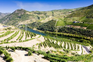 vineyars douro Valley, Portekiz