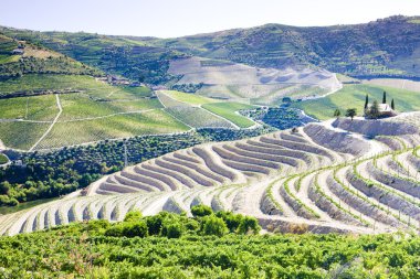 vineyars douro Valley, Portekiz