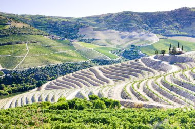 Vineyars in Douro Valley, Portugal clipart