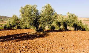 zeytin ağaçları, Kastilya-la mancha, İspanya