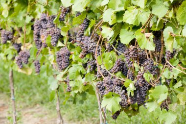 Grapevines in vineyard, Czech Republic clipart