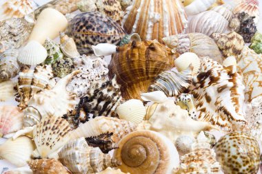 Still life of seashells clipart