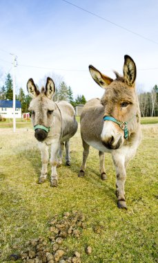 Donkeys, Vermont, USA clipart