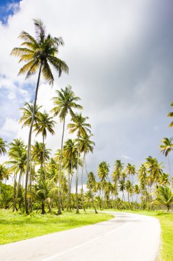 Road, Cocos Bay, Trinidad clipart