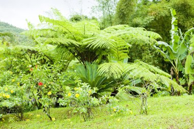 Grand Etang National Park, Grenada clipart