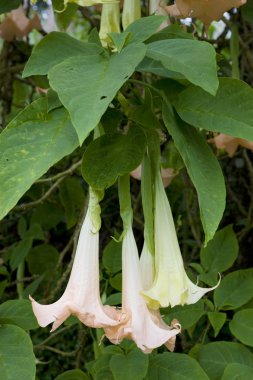 Angel's trompet (brugmansia versicolor), grenada