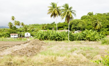 nehir antoine ROM damıtım, grenada