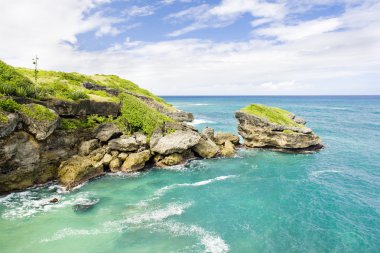 Okçular defne, barbados, Karayipler