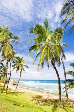 Bathsheba, Barbados 'un doğu kıyısı, Karayipler