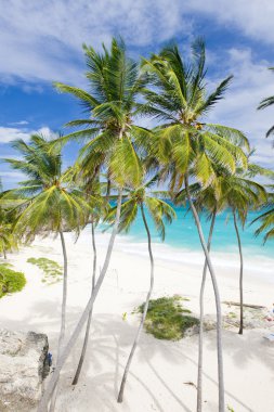 Bottom Bay, Barbados, Karayipler