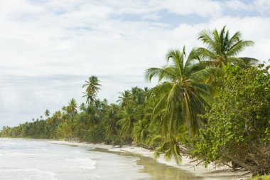 Beach on Tobago Island clipart