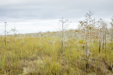 Everglades Ulusal Parkı, Florida, ABD