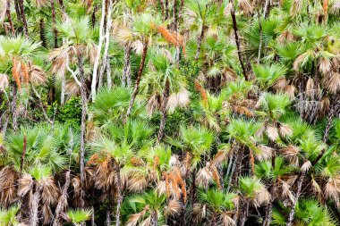 bitki örtüsü everglades ulusal park, florida, ABD