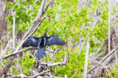 everglades ulusal park, florida, ABD faunası
