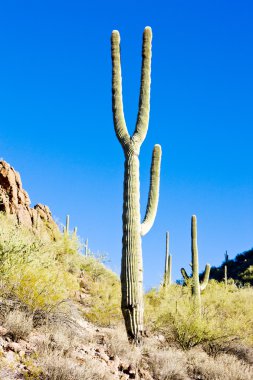 saguaro Milli Parkı, arizona, ABD
