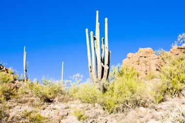 saguaro Milli Parkı, arizona, ABD