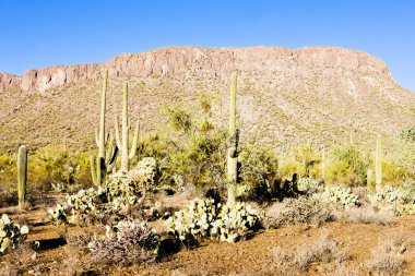 saguaro Milli Parkı, arizona, ABD