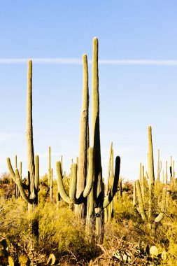 saguaro Milli Parkı, arizona, ABD
