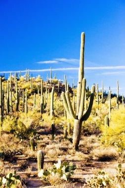 saguaro Milli Parkı, arizona, ABD