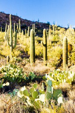 saguaro Milli Parkı, arizona, ABD