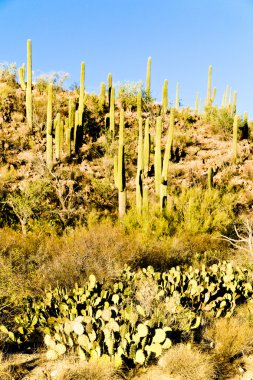 saguaro Milli Parkı, arizona, ABD