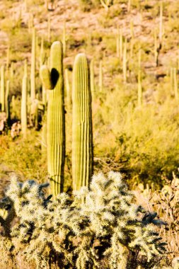 saguaro Milli Parkı, arizona, ABD