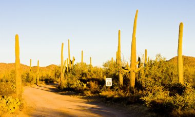 saguaro Milli Parkı, arizona, ABD