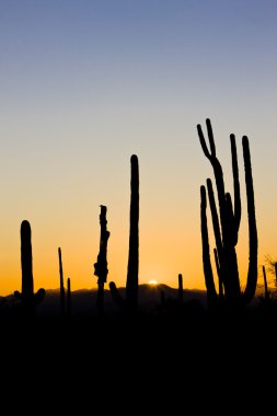 günbatımı saguaro Milli Parkı, arizona, ABD