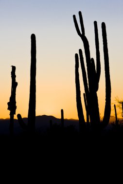 günbatımı saguaro Milli Parkı, arizona, ABD