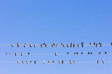 Tel, nevada, ABD üzerinde oturan kuşlar