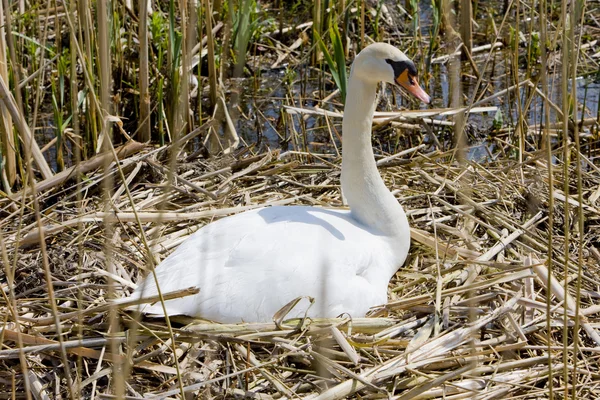 Swan, Nederländerna — Stockfoto