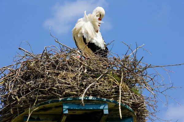 Stork, Pays-Bas — Photo